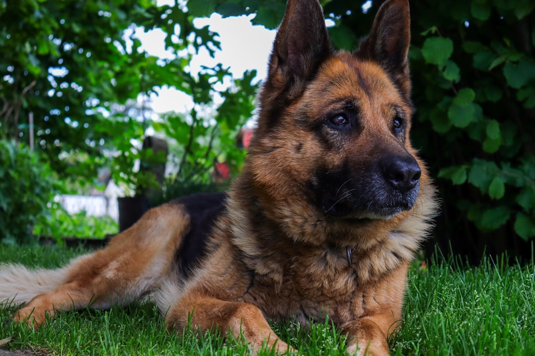 Photo German Shepherd
